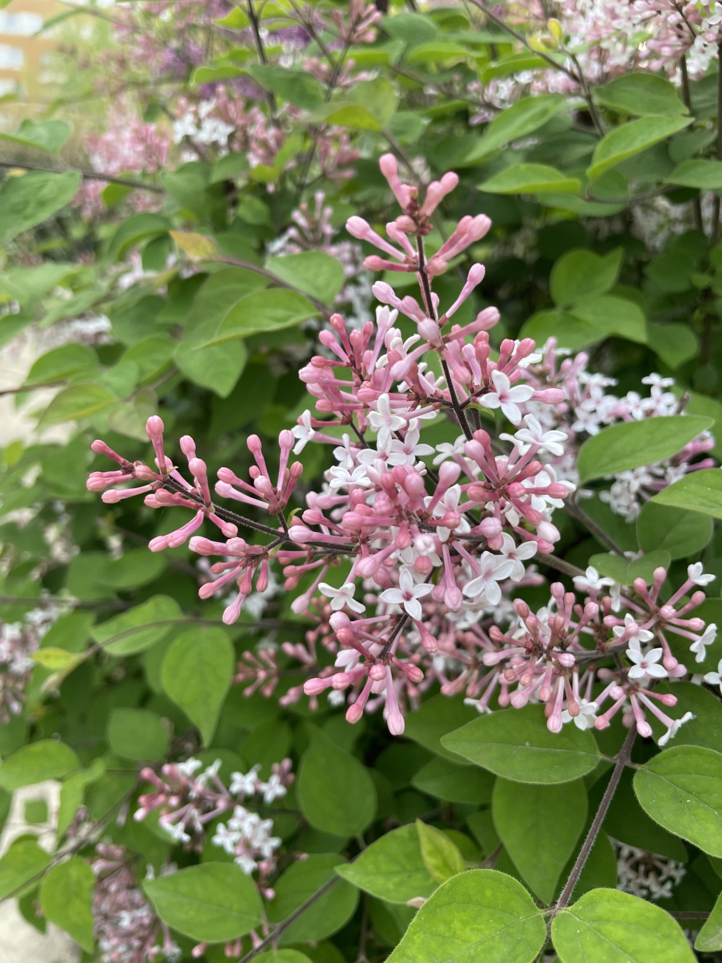 Psychanalyse, épanouissement rose